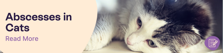Abscesses in Cats: Symptoms, Causes and Treatments