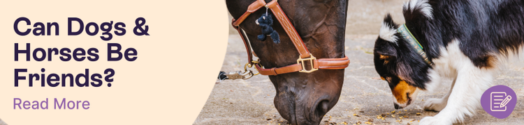 Can dogs and horses be friends?