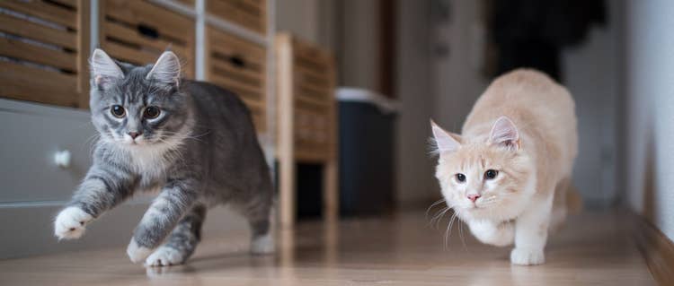 A grey longhaired tabby cat and a white and ginger long hair cat running down a hallway together