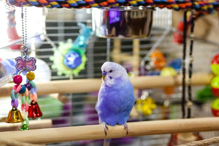 A blue parakeet on a perch in their enclosure surrounded by their toys, furniture and food bowls