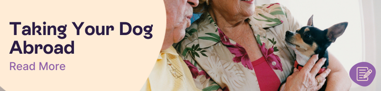 Can you take your dog abroad header