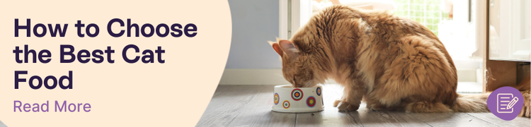 How to choose the right food for your cat header