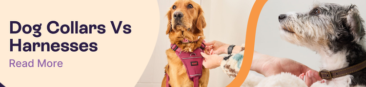 Dog Collar vs Harness Header image