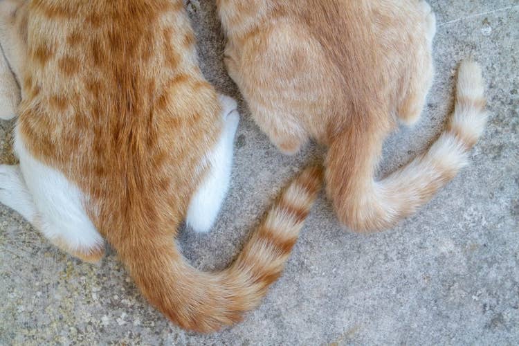 A close up of two cat's tails: one ginger and white, and one ginger tabby cat.