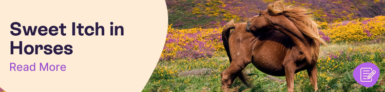A horse on moorland reaching to bite its itchy rump with overlay text that reads "Sweet Itch in Horses"