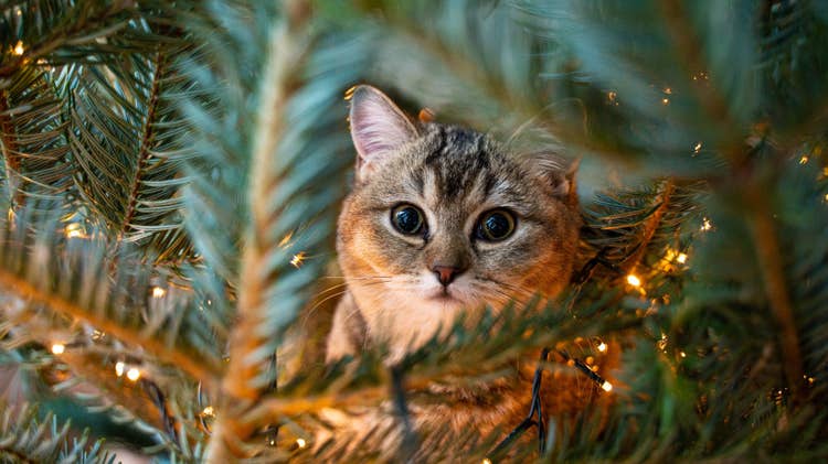A sweet, grey tabby cat sitting among the branches of a Christmas tree, amazed by the Christmas lights.