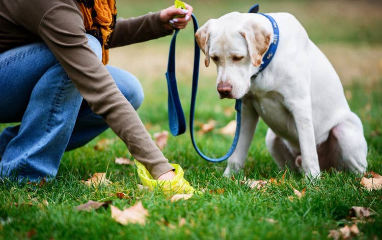 A golden Labrador sitting in the park watching their owner pick up poo with a yellow bag