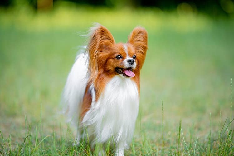 An adorable Papillon dog