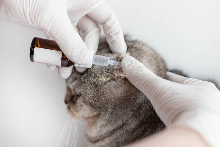 A vet wearing protective gloves administering ear drops to a grey cat