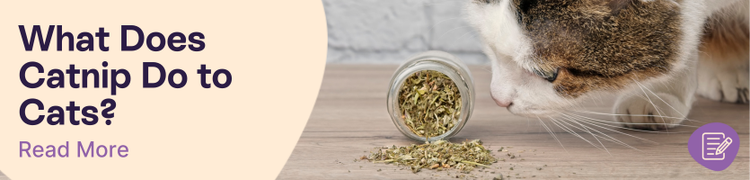 What is catnip and what does it do?