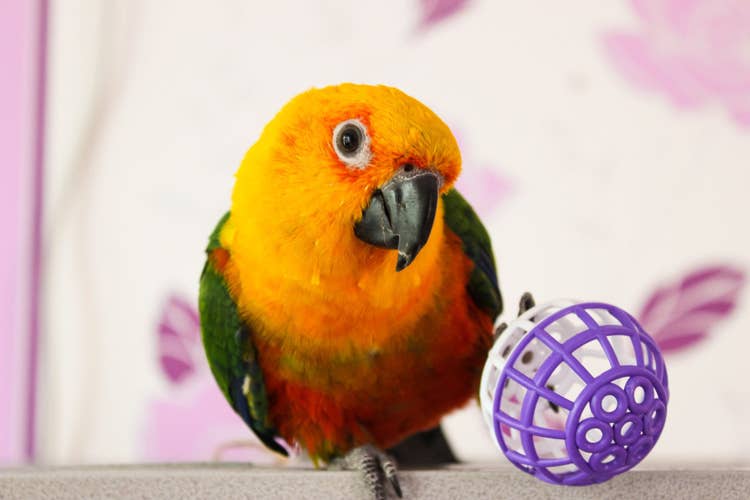 A Sun Parakeet perched against a pink wallpapered background with a bird toy ball with a bell held in it's talons