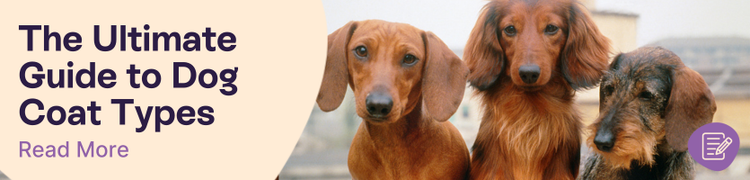 The Ultimate Guide to Dog Coat Types