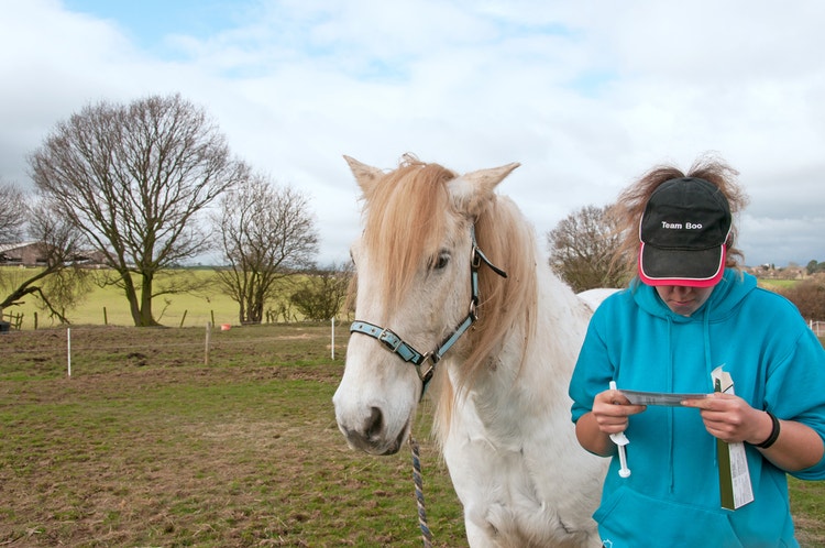 Horse owner reading the data sheet for a horse deworming treatment before administering to a white horse.