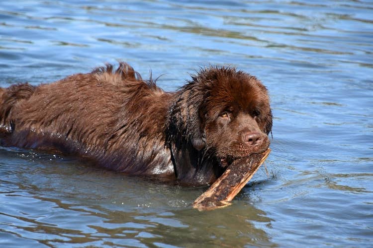 Newfoundland in water | Can Newfoundlands swim?