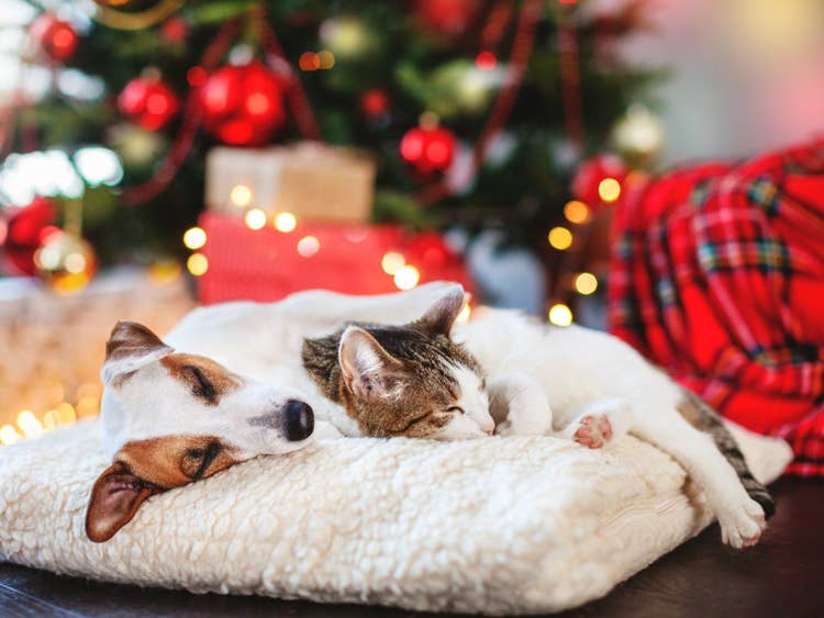 A white and tan Jack Russell Terrier and a white and tabby cat snuggled on a fluffy bed together in front of a lit tree