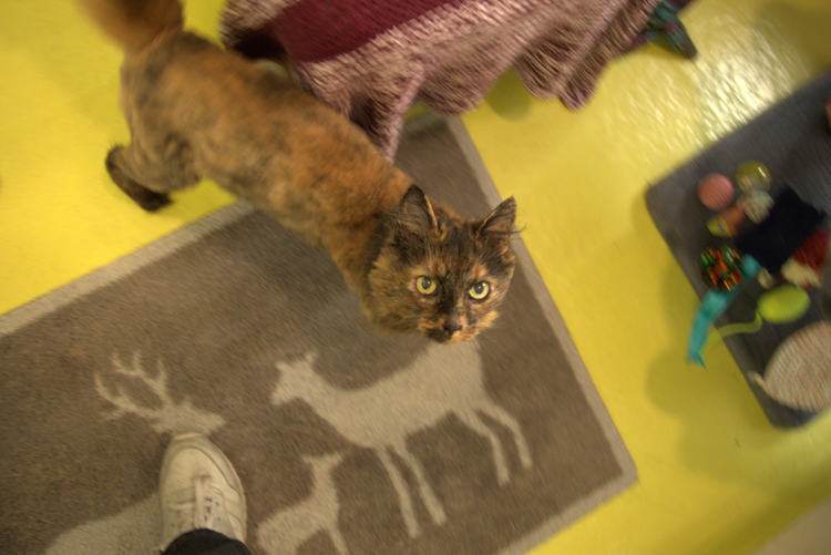 An above shot of Squeak, one of the cats we visited at the Cotswold Dogs and Cats Home cattery.