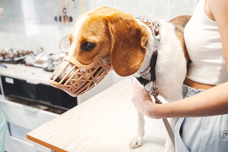 A nervous Beagle at a vet exam wearing a muzzle