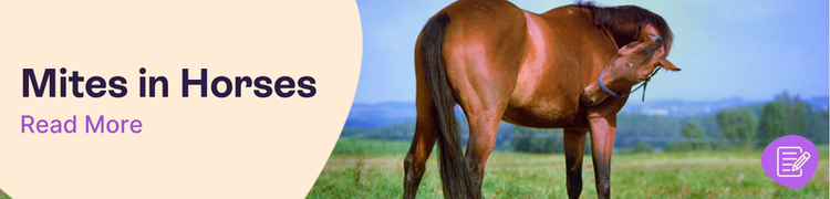 Mites in Horses: Signs, Symptoms and What to Do