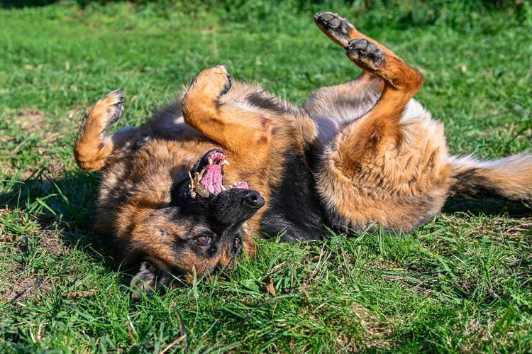A happy German Shepherd rolling in something in the grass.