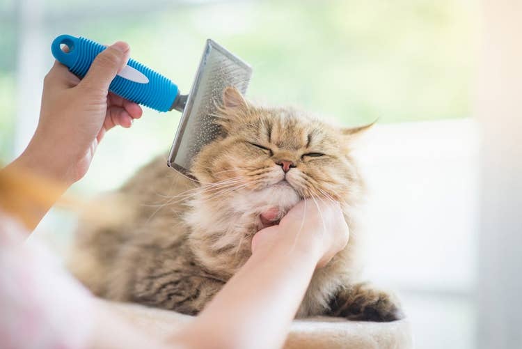 Long-haired cat getting brushed | Deshedding brush for cats