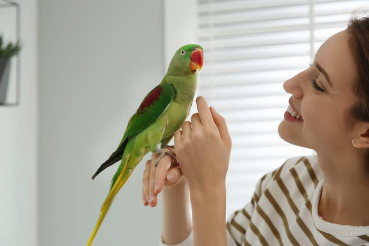 A female owner in a striped top with her pet Alexandrine Parakeet perhed on the back of her hand while she strokes its plummage