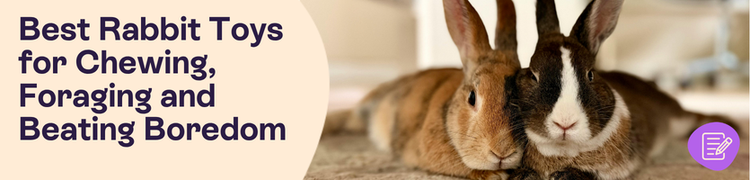 white and brown rabbits lying on carpet