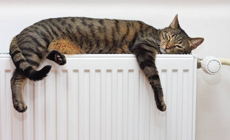 An adult tabby cat lounging comfortably on top of a radiator for warmth