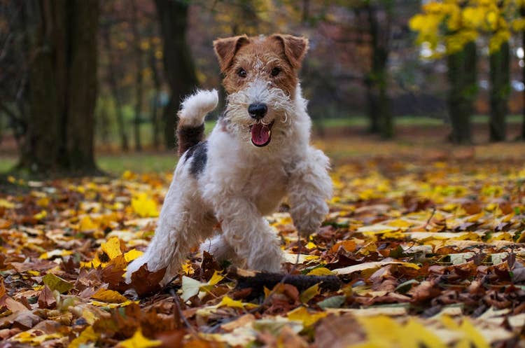 A wire-haired Fox Terrier frolicking through autumn leaves in the woods