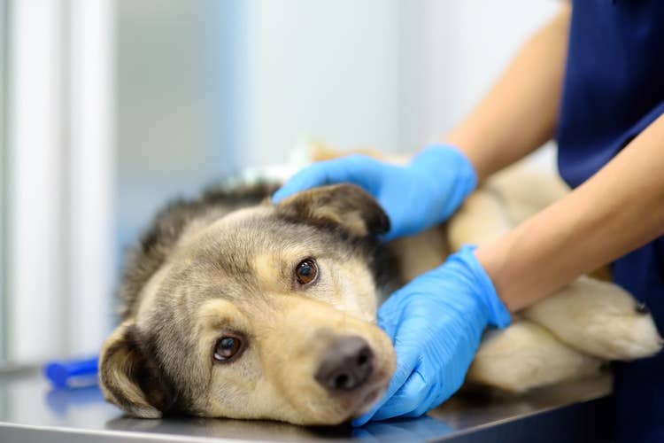 A large dog breed lying on a vet table while being examined by a vet wearing gloves to prevent the spread of parvo