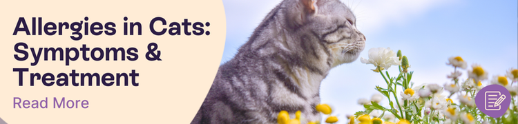 Allergies in Cats header image