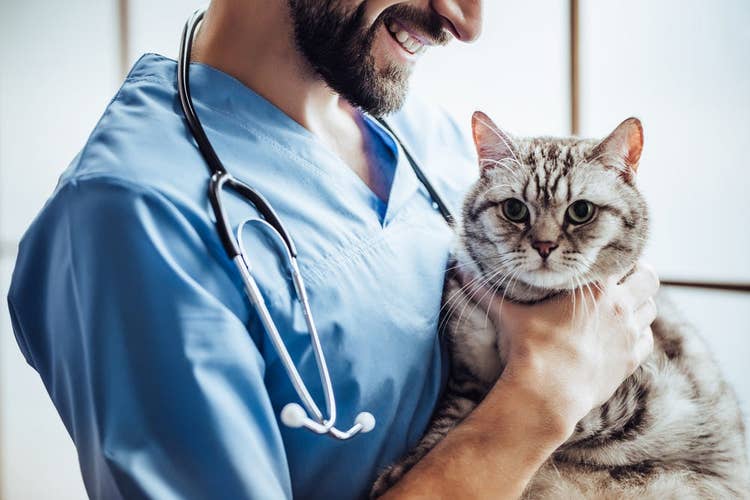 A male vet in blue scrubs smiling while holding a grey short-haired cat.