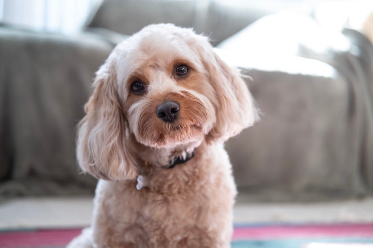 A well-groomed Cavapoo looking expectantly at the camera with their head tilted