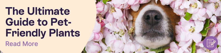 The nose of a jack russel terrier poking through a pile of flowers with overlay text that reads "The Ultimate Guide to Pet Friendly Flowers"