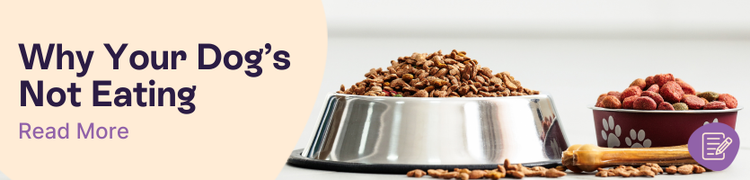 Your Dog Won’t Eat? Here’s What To Do header