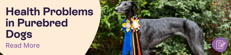 Purebred dog health issues header