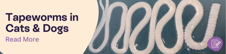 Tapeworms in Cats and Dogs: a adult tapeworm on a microscope slide