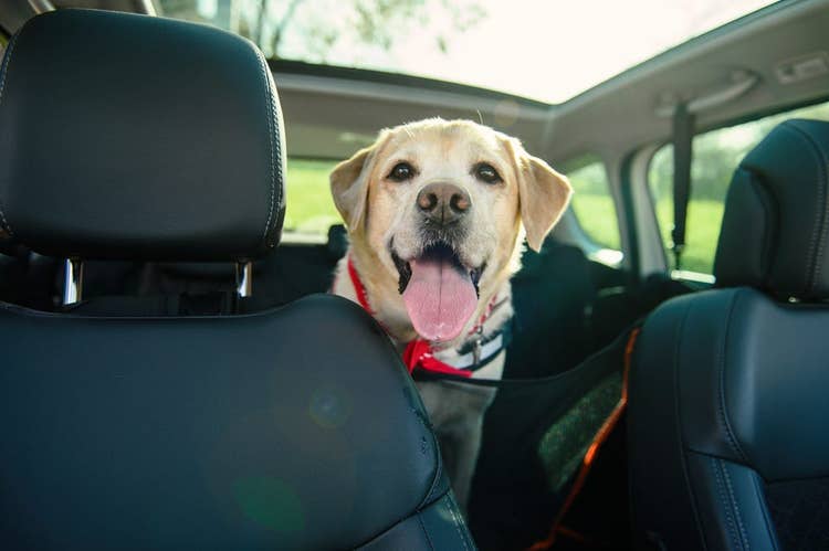 Labrador in the backseat of the car