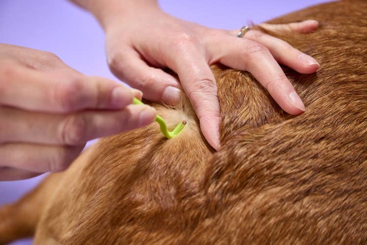An owner using a birhgt green tick remover tool to remove a tick from their fox red labrador.