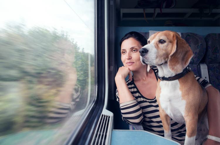 A female owner and her pet beagle looking out of the window on a train.