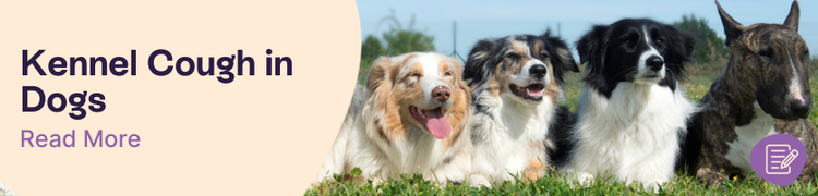 Kennel cough in dogs header