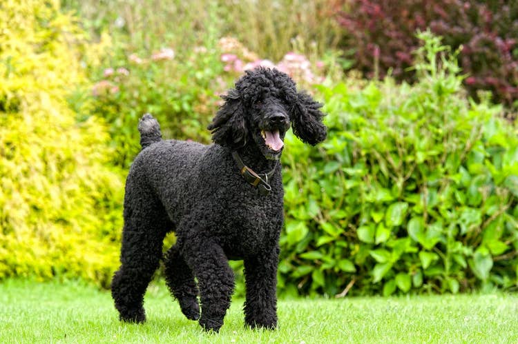 A happy, all-black standard poodle in a park