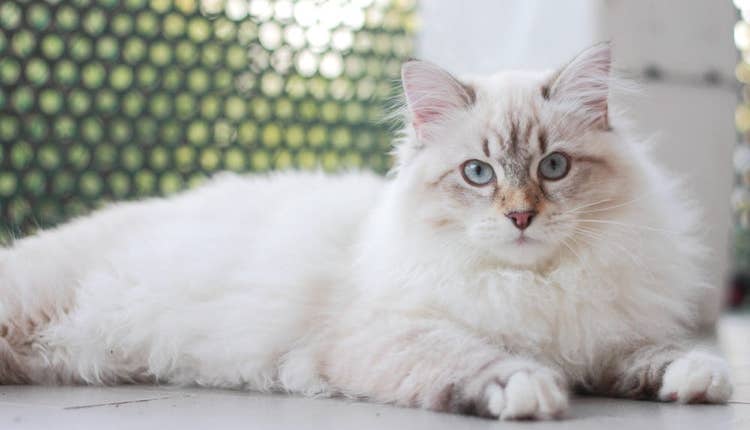 White long-haired cat in an outdoor cattery