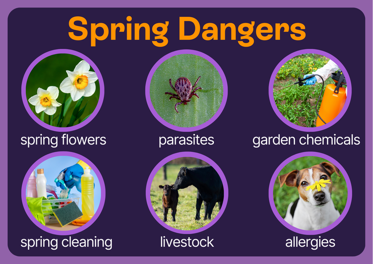 Spring Dangers for Pets infographic