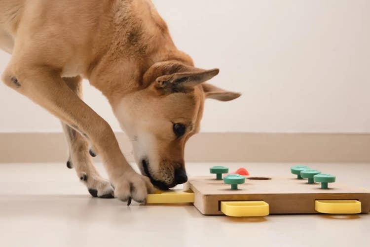 Smart dog using a puzzle toy | Best toys for smart dogs