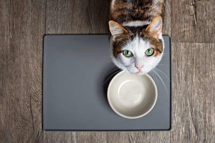 A tabby and white cat with bright green eyes looking expectantly at the camera waiting for their empty food bowl to be filled.