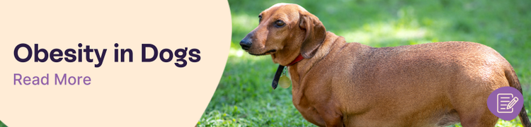 What To Do If Your Dog Is Overweight