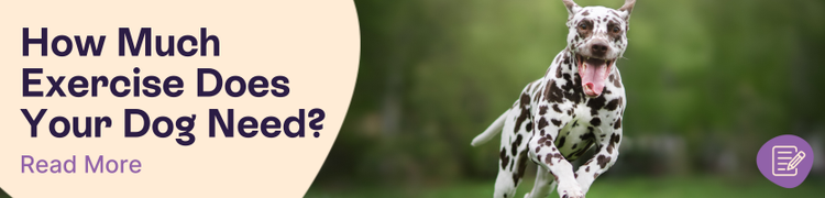 how much exercise do dogs need header