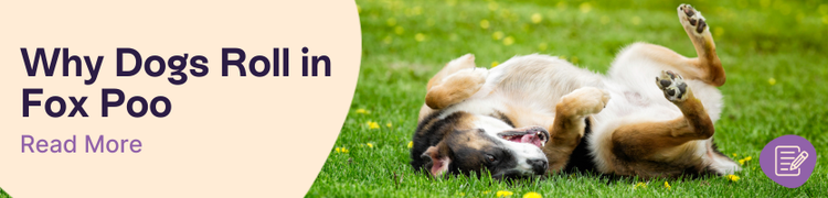 Why do dogs roll in fox poo