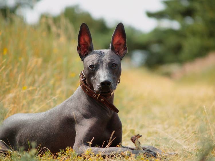 A Xoloitzcuintli dog lying down in the long grass with a bone beside a dirt path.