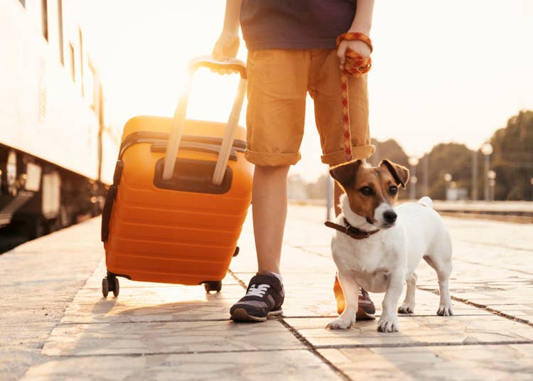 An owner on the pavement holding an orange suitcase in one hand and the lead for his Jack Russell Terrier in the other.